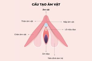 Hột le là gì