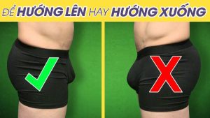 Nên để dương vật hướng lên hay xuống